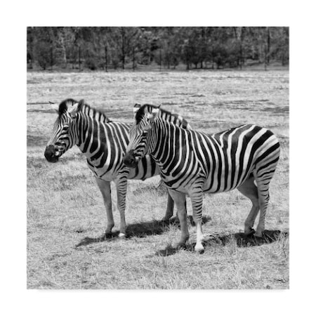 Trademark Fine Art Incredi 'Two Gray Zebra' Canvas Art, 24x24 ALI36005-C2424GG